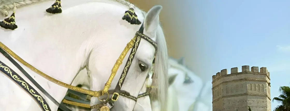 Jerez guided tour with Royal Andalusian School of Equestrian Art