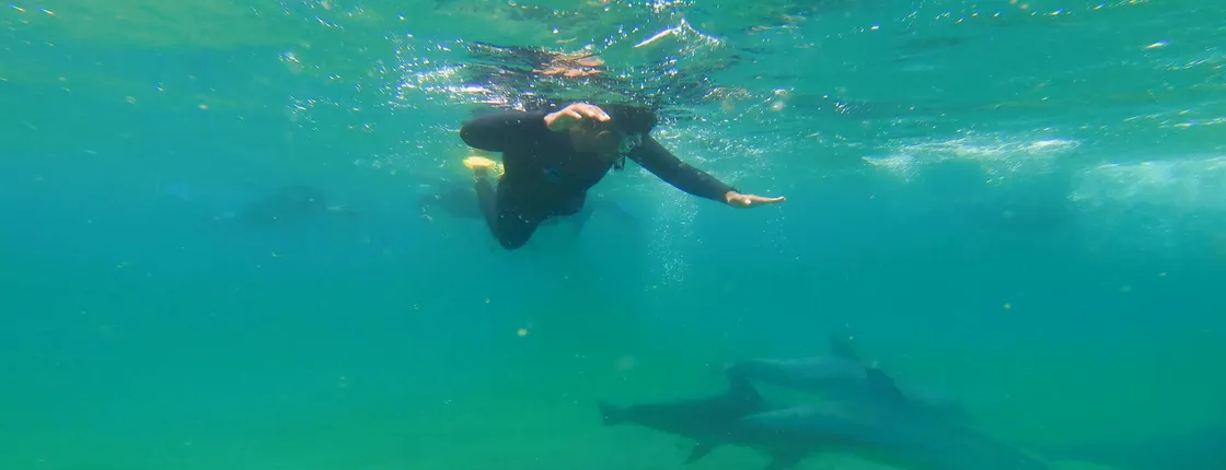 Swim with Wild Dolphins in Bunbury