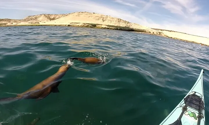 Kayak Paddling Experience with Sea Lions in Puerto Madryn