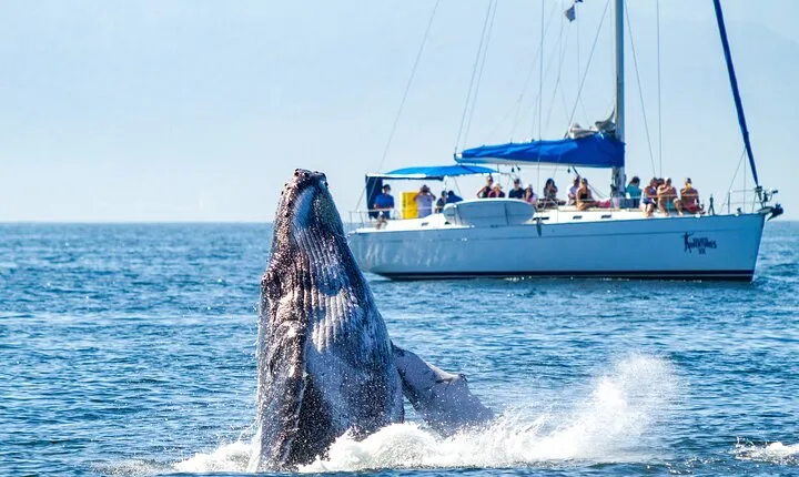 Puerto Vallarta Luxury Sailing with Premium Open bar & lunch