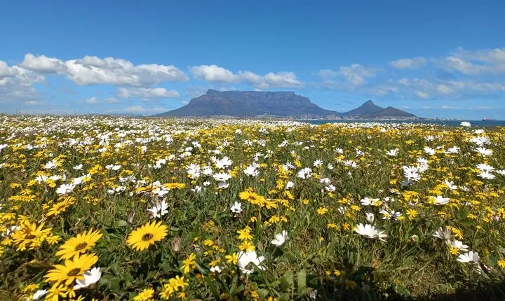 Full Day Private Tour in Cape Town. With free photo shoot.