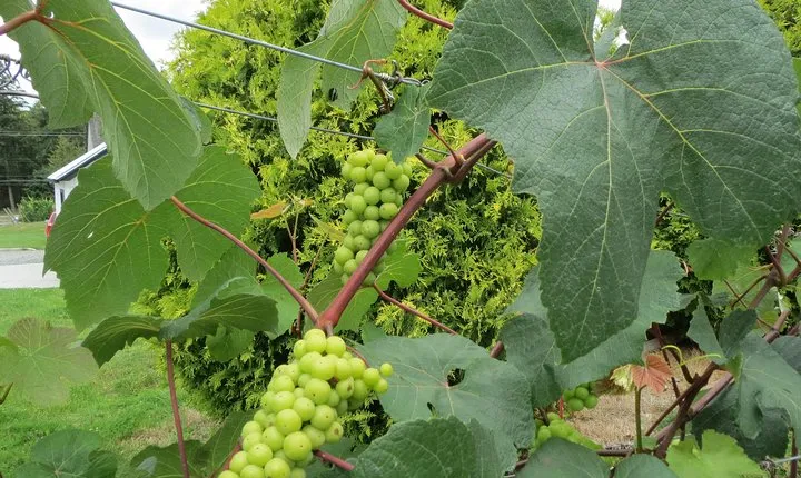 The Fraser Valley Winery Tour