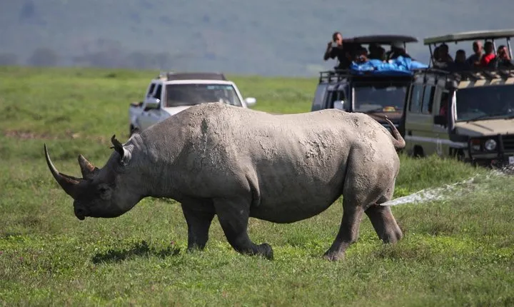 Ngorongoro Crater Day Trip Joining Safari From Arusha
