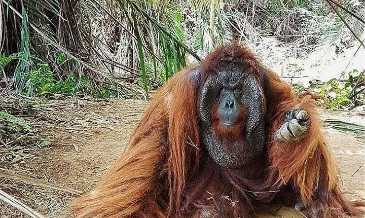 Full Day Bukit Merah Orang Utan Island And Ipoh City Tour