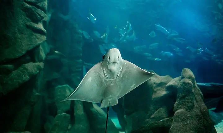 AquaRio and Biopark half-day tour