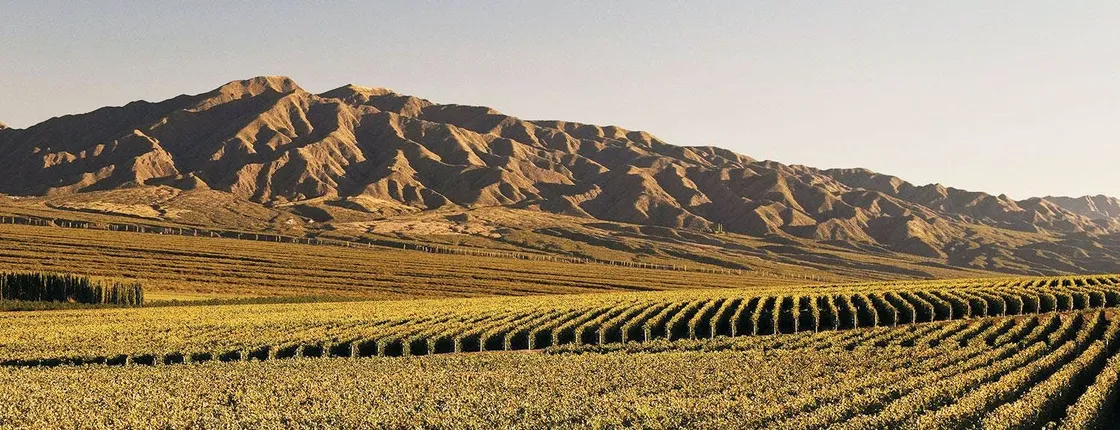 South wine route guided tour with tasting