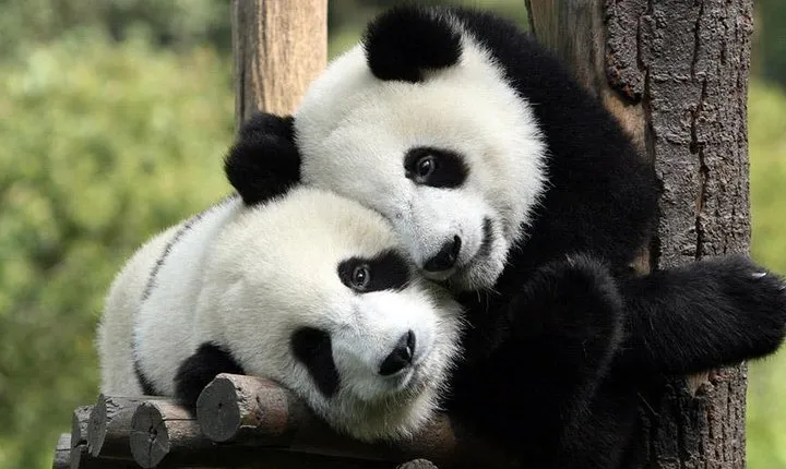 Private tour to Chengdu panda base and Giant Buddha in Leshan