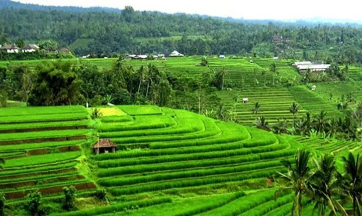 Full-Day Private Tabanan Tour in Bali