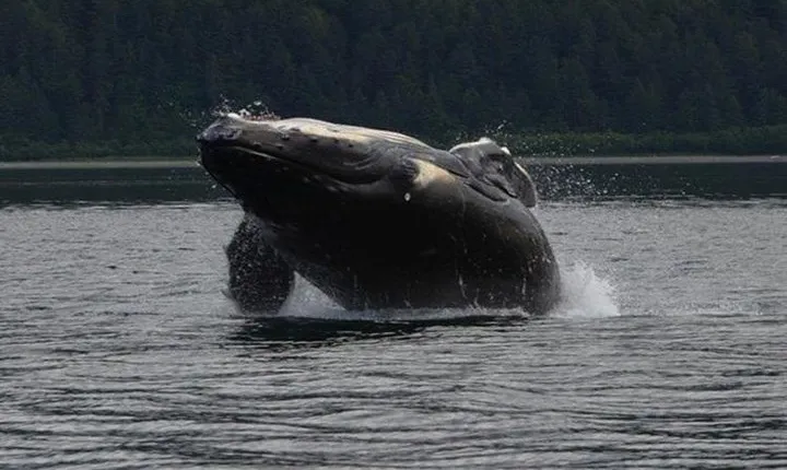 Guaranteed Whale Watching Adventure 