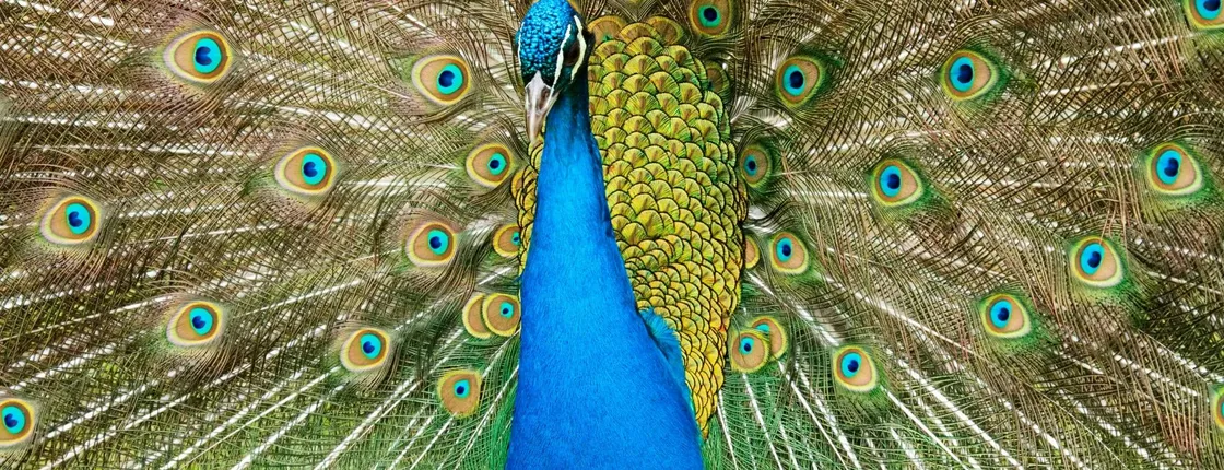 Pafos Zoo Tour