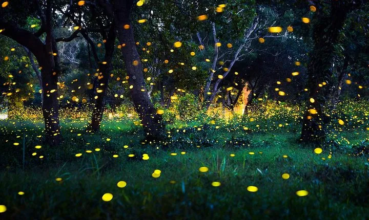 Glowing Fireflies & River Of Life Tour