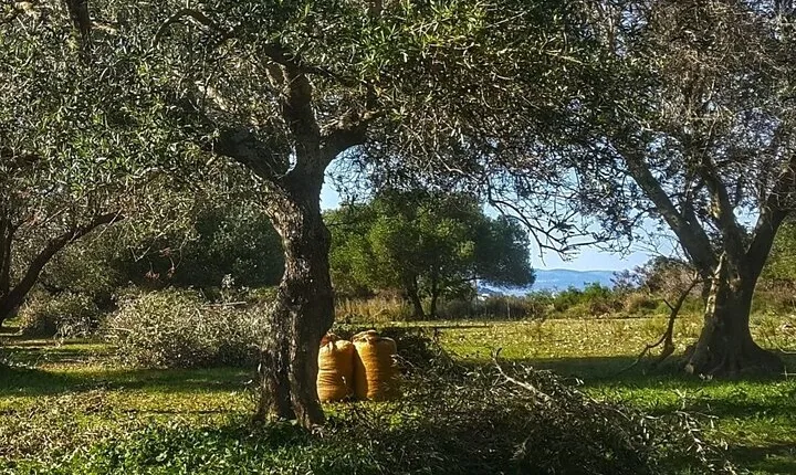 Argostoli & Villages: Private Tour with Olive Oil Tasting