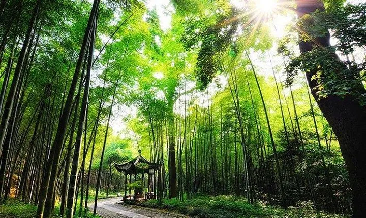 Half-Day Hangzhou Yunxi Bamboo Forest and Tea Plantation Experience