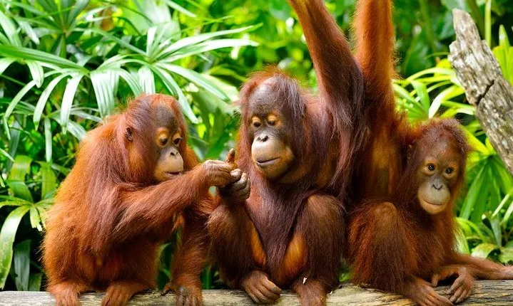 Orang Utan Island Day Tour