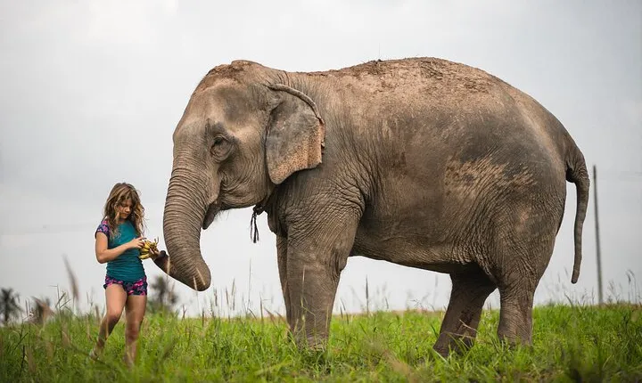 Elephant Jungle Sanctuary: Half Day Afternoon Program