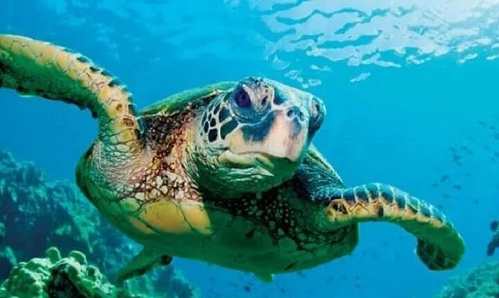 Snorkeling Adventure In Sharm El Naga With Lunch - Hurghada