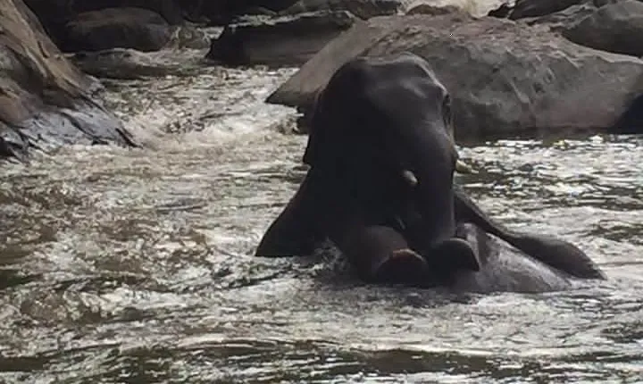 Half day Elephants in Nature Experience (Morning)