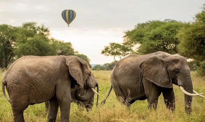 4 Days Private Safari to Serengeti and Ngorongoro