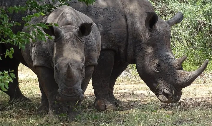 The Wild Rhino Safari Experience - MINIMUM 2 PEOPLE