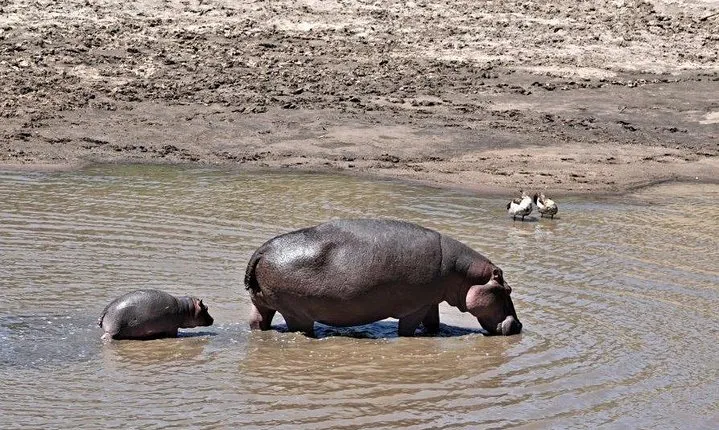 8 Days 7 nights Tanzania and Kenya Wildlife Safari