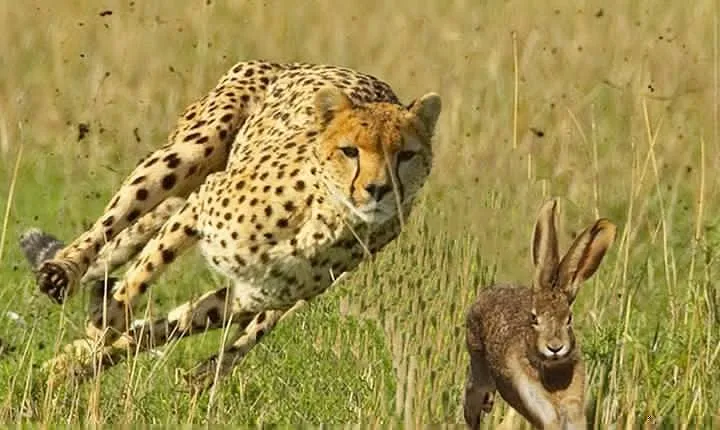 4 Day Private camping Safari in Serengeti,Ngorongoro and Lake Manyara