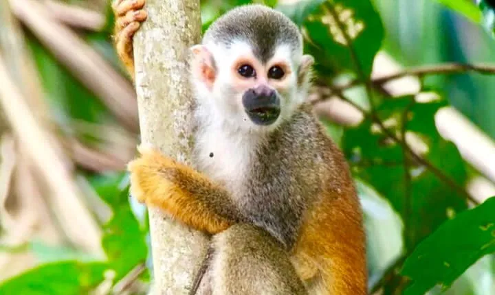 Manuel Antonio National Park Wildlife Tour