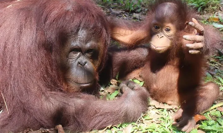 Bukit Merah Orang Utan and Penang City Private Tour