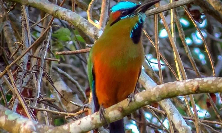 Private Tour: Birdwatching from Cancun
