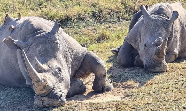 6 Days Kenya Masai Mara-Lake Nakuru & Amboseli Budget Safari