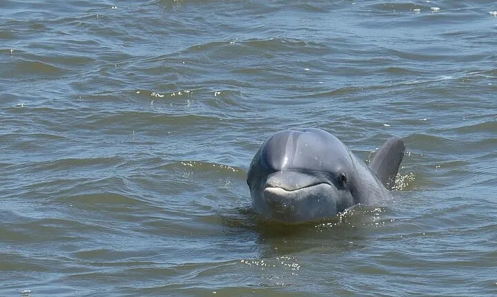Charleston Dolphin Tour - Private up to 10