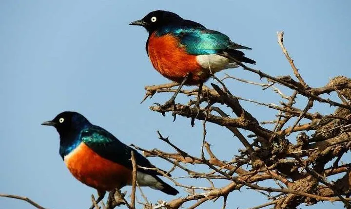 Tanzania Safaris | 1 Day Safaris - Arusha National Park.