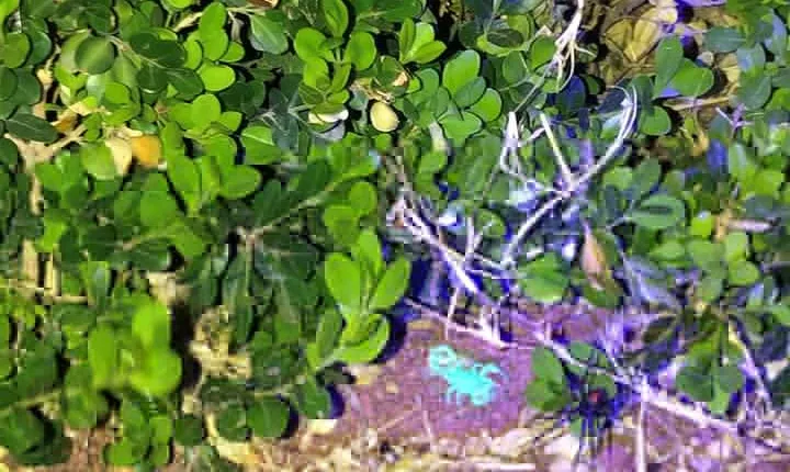 Las Vegas Night-Time Scorpion and Black Widow interactive virtual hunting