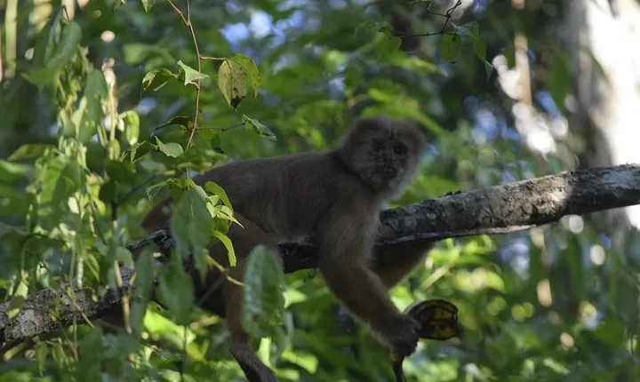 Monkey island and canopy bridge