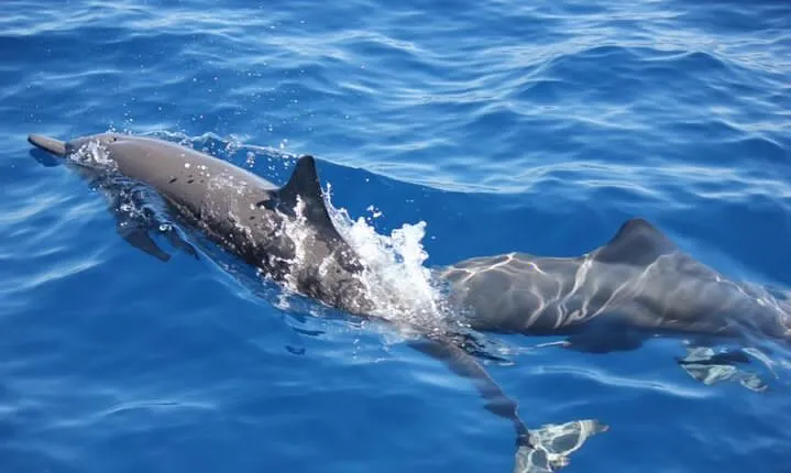 Dolphin Watching in Puerto Escondido
