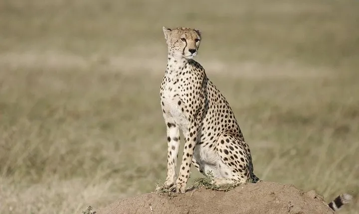3 Days safari in Masai Mara Budget or Luxury Tour Package