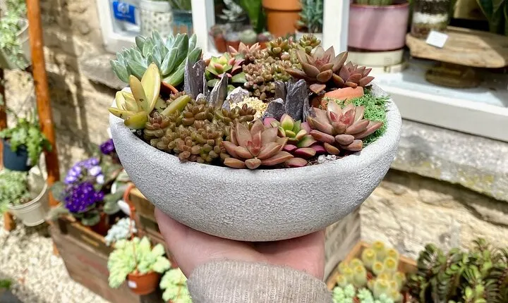 Succulent Bowl Planting Activity in Cirencester