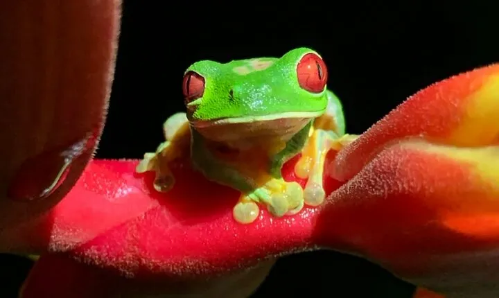Shared Night Tour Forest Experience in Manuel Antonio