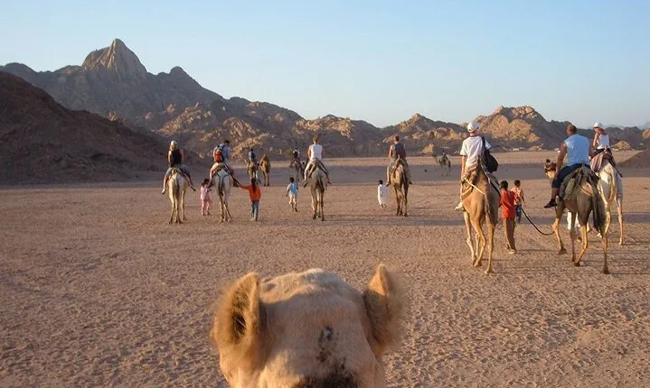 Sharm El Sheikh Bedouin Dinner and Camel Ride: Desert Serenity