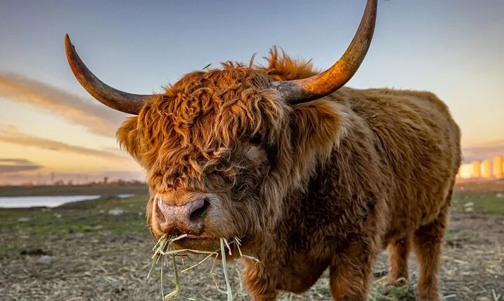 Highland Lochs & Castles Tour to Oban & Glencoe