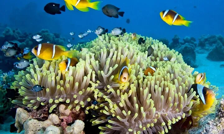 Nha Trang Bay Day Tour: Snorkeling, Fishing, BBQ Lunch & Relaxing