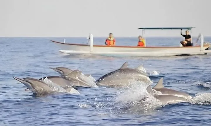 Watching Dolphin Tour at Lovina Beach