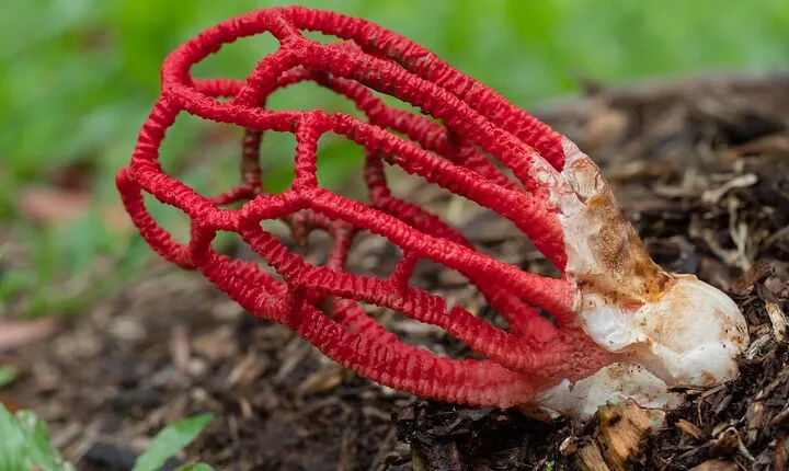 2-Hour Mushroom Photography Activity in Cairns Botanic Gardens