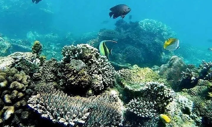 ATV Quad Ride and Blue Lagoon Snorkeling