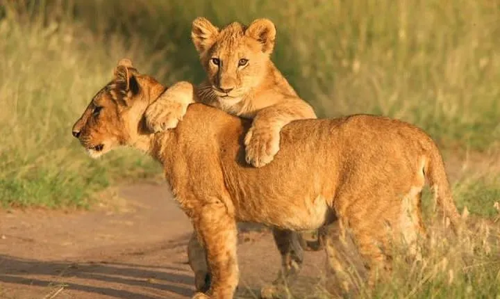 Tanzania Safari 10 Days- Serengeti, Lake Manyara, Ngorongoro Crater.