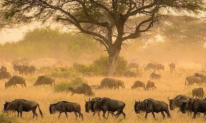 serengeti & ngorongoro 3 days private tour