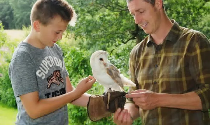 Private Family Bird of Prey Experience in Carlisle