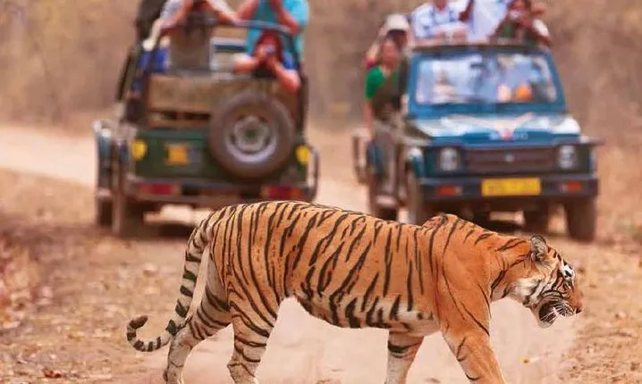 Delhi Agra Jaipur Ranthambore Tigers 5 Days Tour From Delhi 