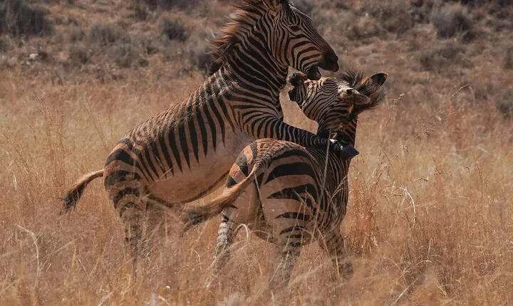 6 Day Ngorongoro and Serengeti Great Migration & Big Five safari