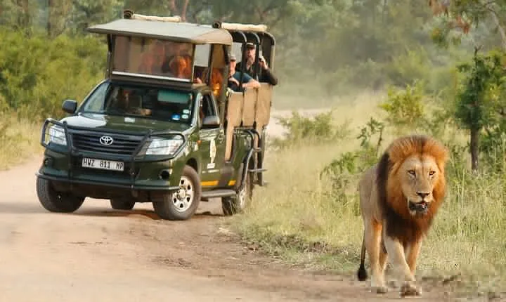 Kruger National Park Afternoon Private safari