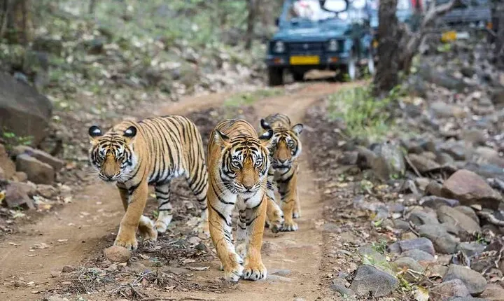 6 Days Golden Triangle with Ranthambore & Varanasi Tour